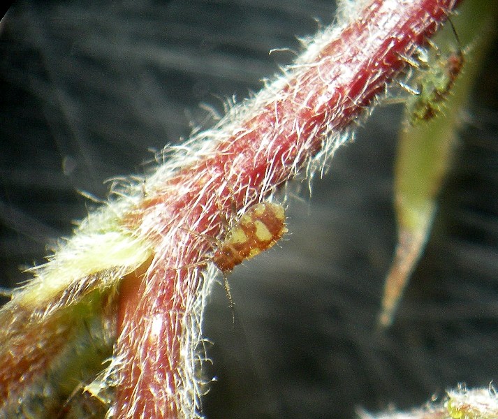 afide pioppo - Chaitophorus cf leucomelas